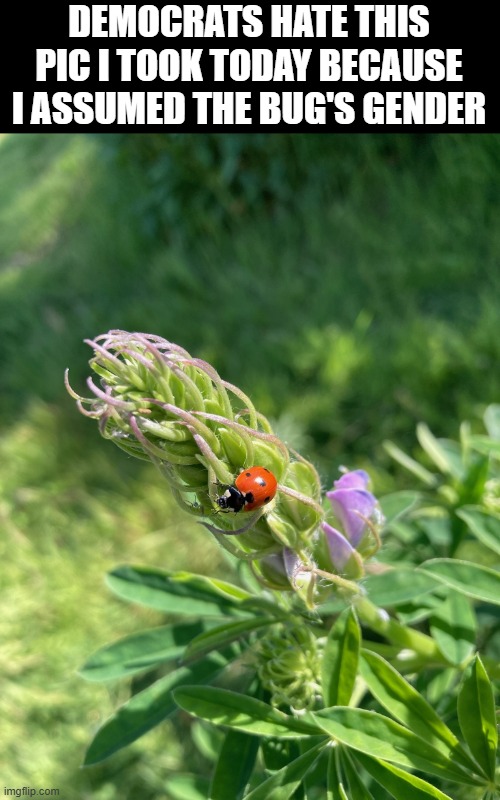 DEMOCRATS HATE THIS PIC I TOOK TODAY BECAUSE I ASSUMED THE BUG'S GENDER | made w/ Imgflip meme maker