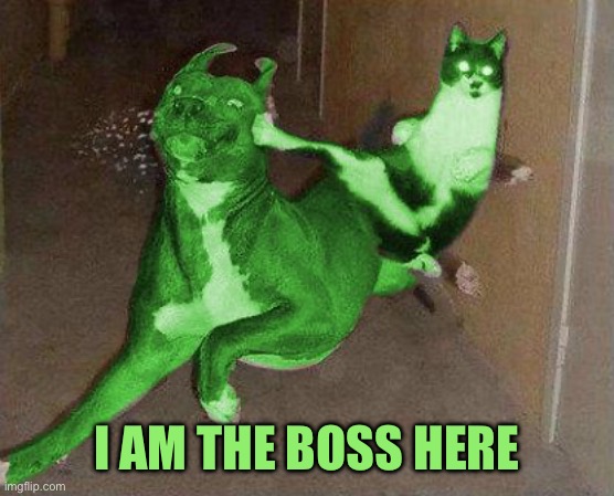 RayCat kicking RayDog | I AM THE BOSS HERE | image tagged in raycat kicking raydog | made w/ Imgflip meme maker