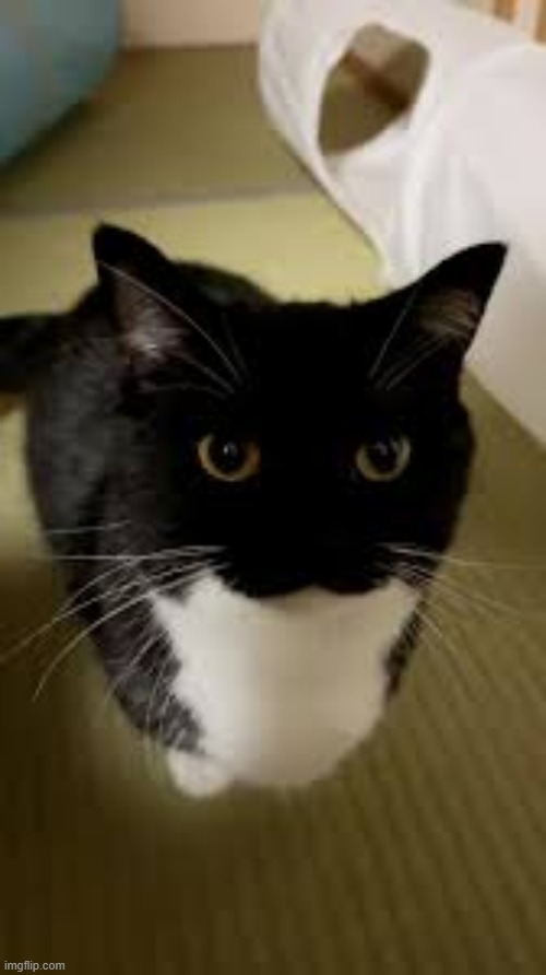 ignore the hairytwinkle drama and have this cat | image tagged in uni | made w/ Imgflip meme maker