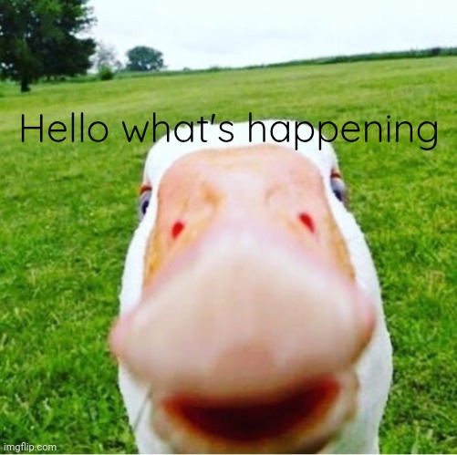 DUCK! | Hello what's happening | image tagged in duck | made w/ Imgflip meme maker