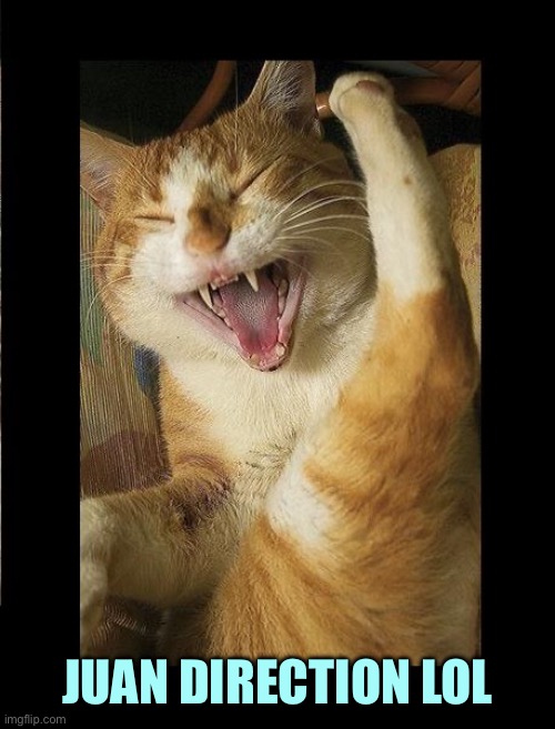 Laughing Cat | JUAN DIRECTION LOL | image tagged in laughing cat | made w/ Imgflip meme maker