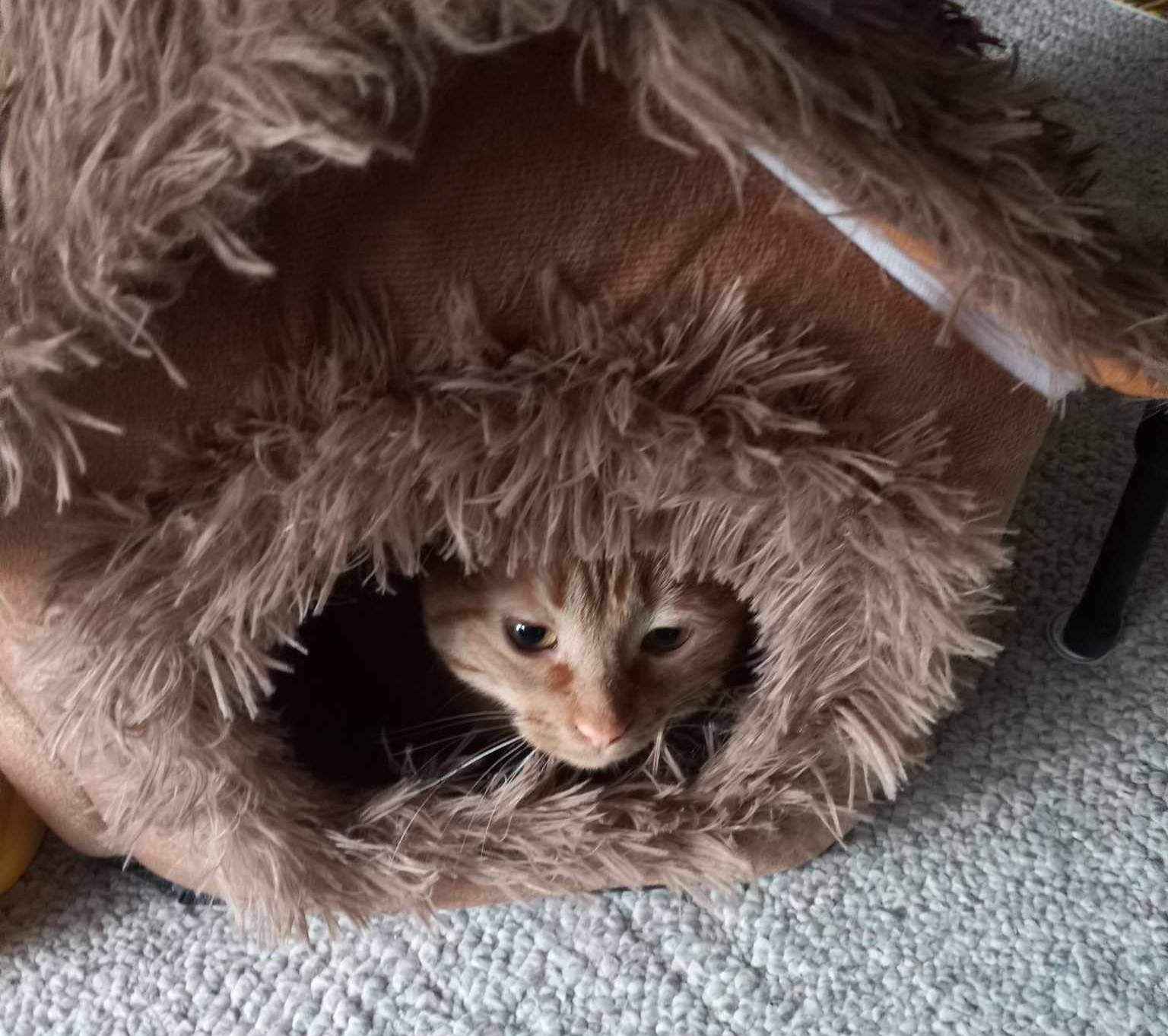 Pumpkin Cat In Her House Blank Meme Template