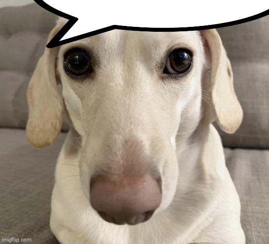 homophobic dog | image tagged in homophobic dog | made w/ Imgflip meme maker