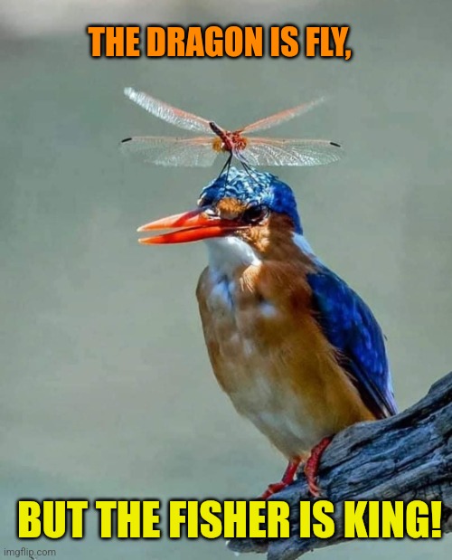 Dragonfly on a Kingfisher | THE DRAGON IS FLY, BUT THE FISHER IS KING! | image tagged in insects,birds,colorful,beautiful nature | made w/ Imgflip meme maker