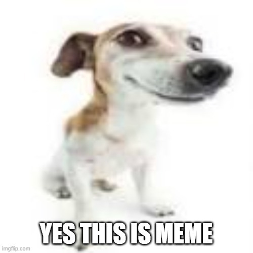 wenomechainsama dog yes | YES THIS IS MEME | image tagged in wenomechainsama dog yes | made w/ Imgflip meme maker