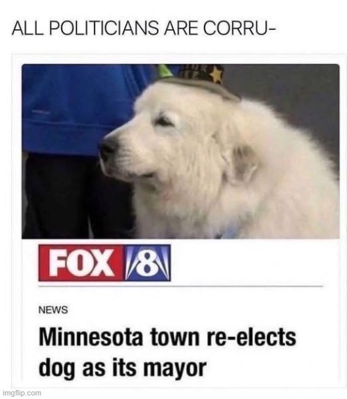 image tagged in dog | made w/ Imgflip meme maker