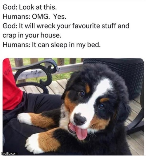 Puppy | image tagged in puppy,dog | made w/ Imgflip meme maker
