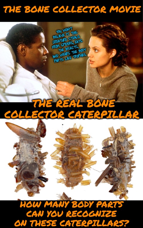 Extremely Disturbing | THE BONE COLLECTOR MOVIE; YOU WON'T BELIEVE IT. THIS CREATURE STEALS FROM SPIDERS, EATS THE INSECTS, AND WEARS THE BODY PARTS LIKE TROPHIES. THE REAL BONE COLLECTOR CATERPILLAR; HOW MANY BODY PARTS
CAN YOU RECOGNIZE ON THESE CATERPILLARS? | image tagged in bugs | made w/ Imgflip meme maker