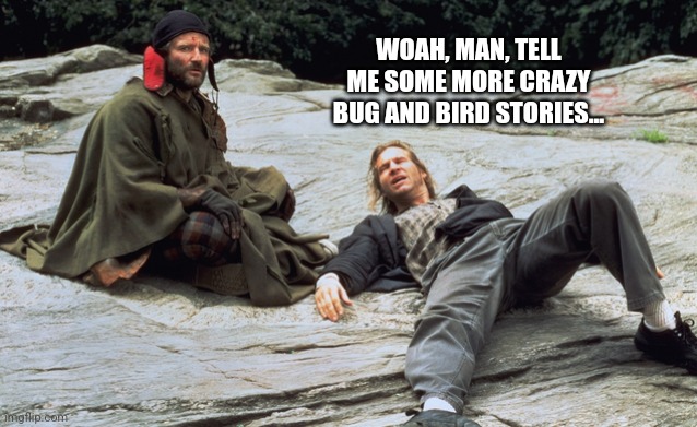 WOAH, MAN, TELL ME SOME MORE CRAZY BUG AND BIRD STORIES... | made w/ Imgflip meme maker