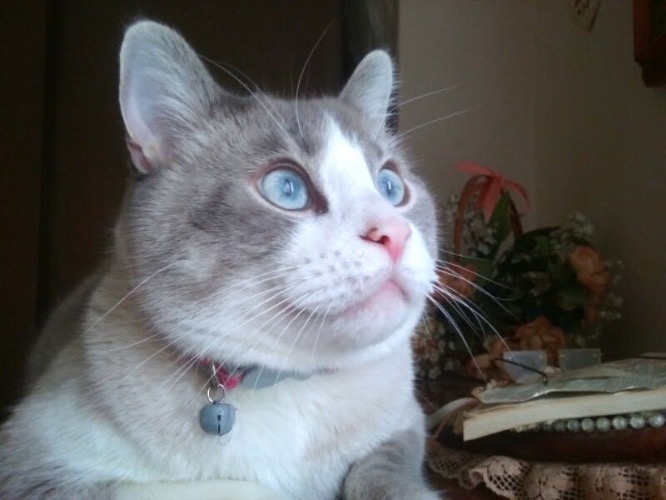 Blue Eyes | image tagged in cats,giant,eyes,pictures,my own photo,pretty cat | made w/ Imgflip meme maker