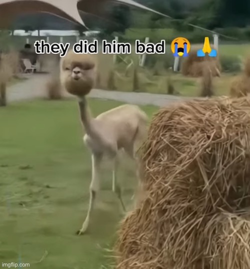 Llama | made w/ Imgflip meme maker