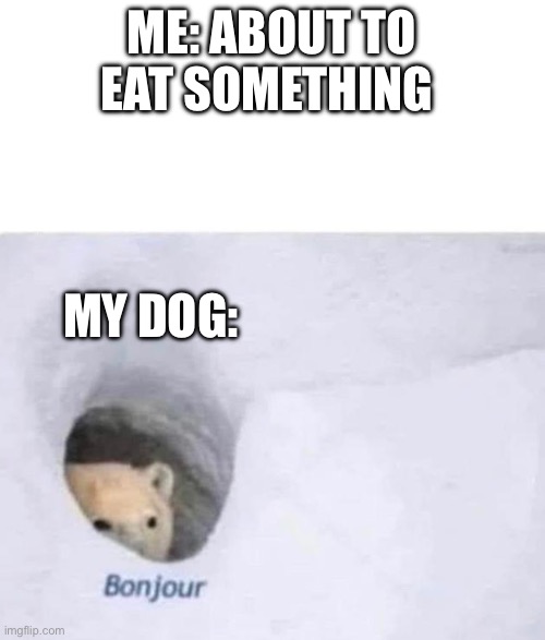Let me eat my food in peace! | ME: ABOUT TO EAT SOMETHING; MY DOG: | image tagged in bonjour | made w/ Imgflip meme maker