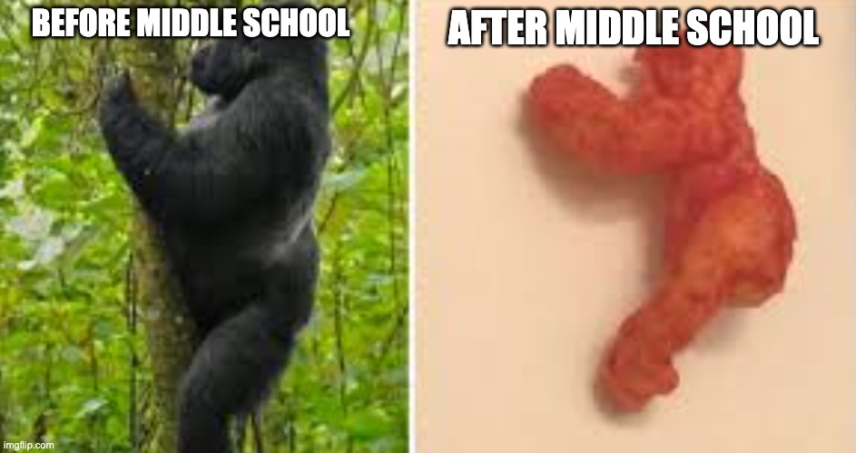 #relatable | AFTER MIDDLE SCHOOL; BEFORE MIDDLE SCHOOL | image tagged in harambe cheeto | made w/ Imgflip meme maker