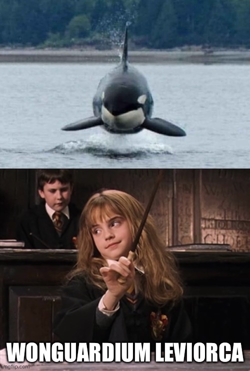 Orca Levitates | WONGUARDIUM LEVIORCA | image tagged in scumbag hermoine,orca,levitate | made w/ Imgflip meme maker