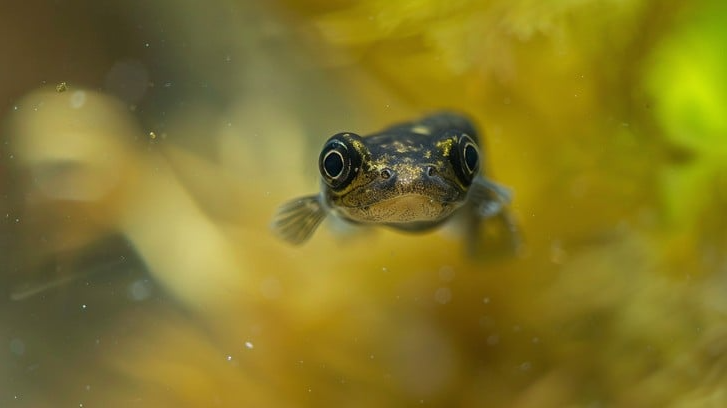 Intrigued frog Blank Meme Template
