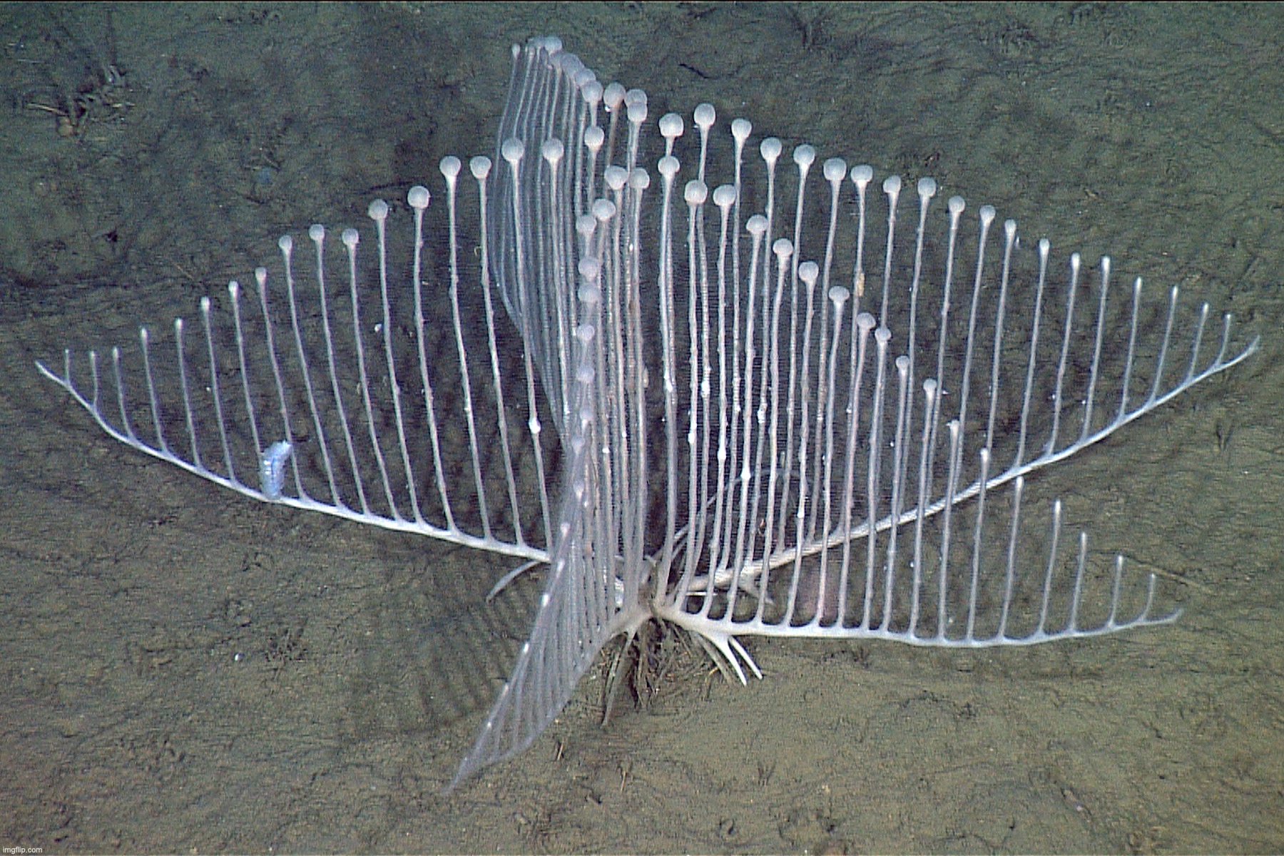 Nightmare fuel (check the tags) | image tagged in harp sponge,and yes,this is indeed alive,this is an animal | made w/ Imgflip meme maker