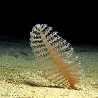 creepy ngl | image tagged in sea pen,harmless to humans,cant eat this shit,animal,for some reason | made w/ Imgflip meme maker