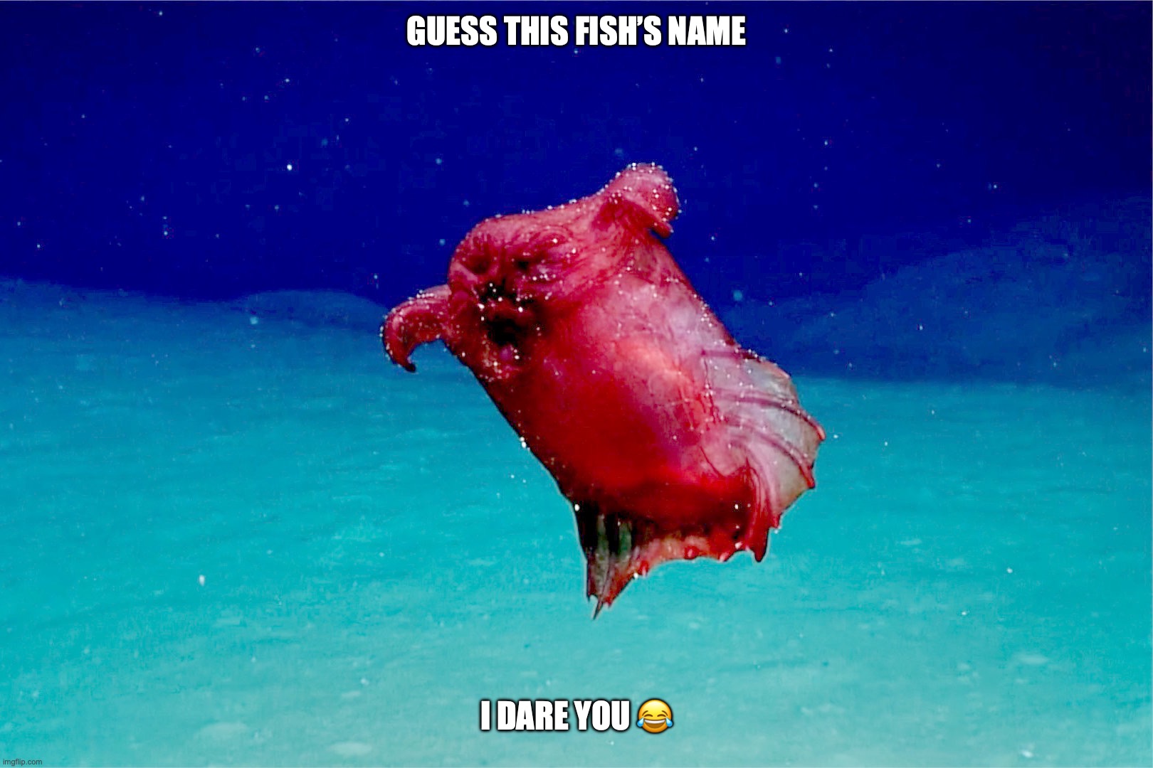 GUESS THIS FISH’S NAME; I DARE YOU 😂 | image tagged in headless chicken fish,no i am not bulshitting you,this is a real name | made w/ Imgflip meme maker