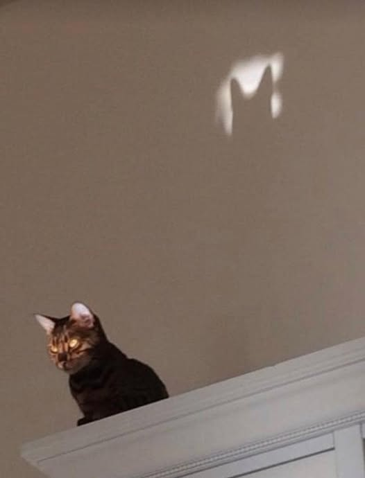 High Quality Bat Cat Blank Meme Template