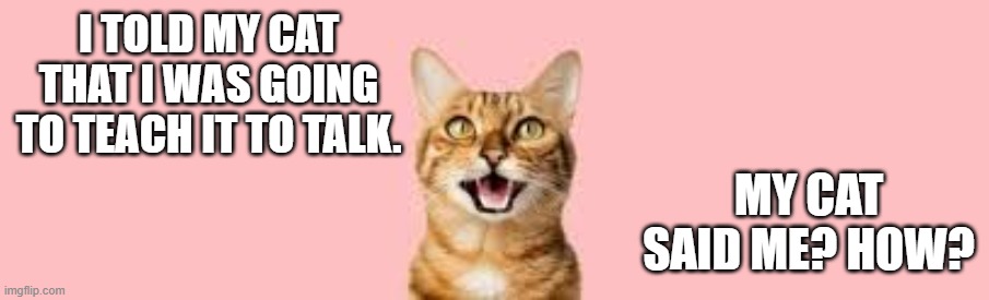 I told my cat that I was going to teach it to talk. He said "Me? How?" | I TOLD MY CAT THAT I WAS GOING TO TEACH IT TO TALK. MY CAT SAID ME? HOW? | image tagged in cats,funny,kitten,talking,humor,teacher | made w/ Imgflip meme maker