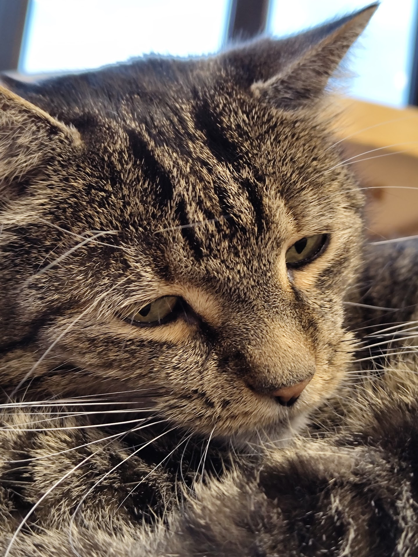 sad cat Blank Meme Template