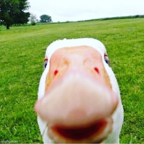 DUCK! | image tagged in duck | made w/ Imgflip meme maker