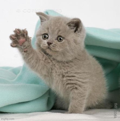 to ease your eyes | image tagged in sad kitten | made w/ Imgflip meme maker