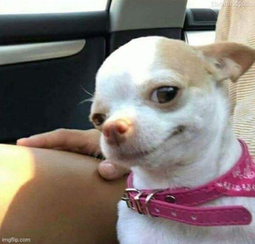 Felt cute might delete later | image tagged in chihuahua smirk | made w/ Imgflip meme maker