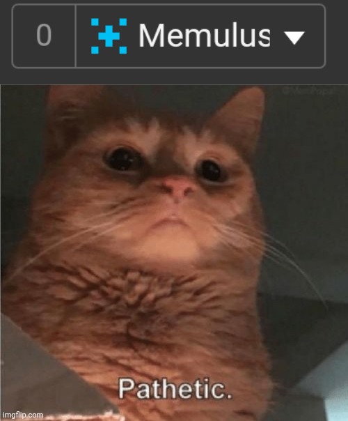 image tagged in pathetic cat | made w/ Imgflip meme maker