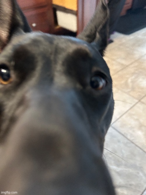 Sniff | made w/ Imgflip meme maker