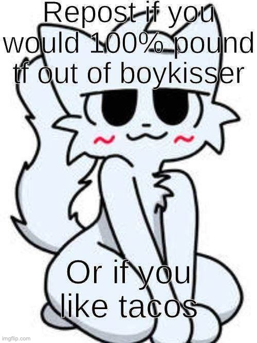 boykisser repost if | image tagged in boykisser repost if | made w/ Imgflip meme maker
