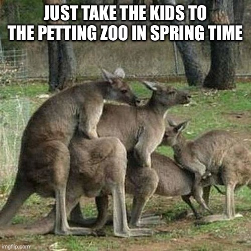 Aussie gangbang kangaroo | JUST TAKE THE KIDS TO THE PETTING ZOO IN SPRING TIME | image tagged in aussie gangbang kangaroo | made w/ Imgflip meme maker