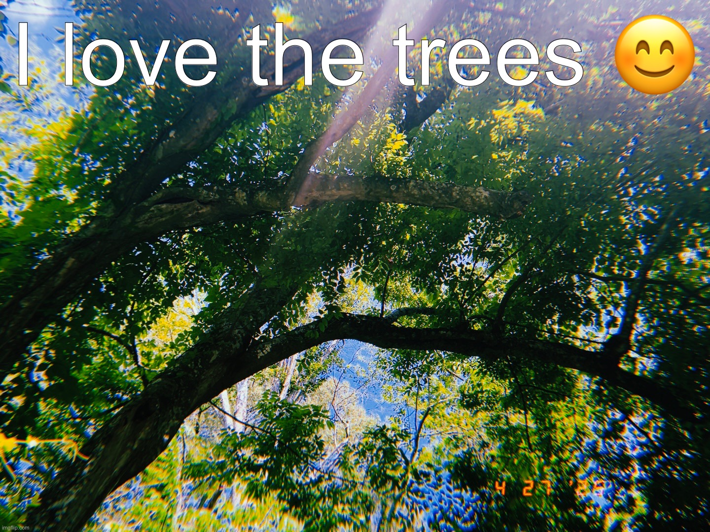 I love the trees 😊 | made w/ Imgflip meme maker