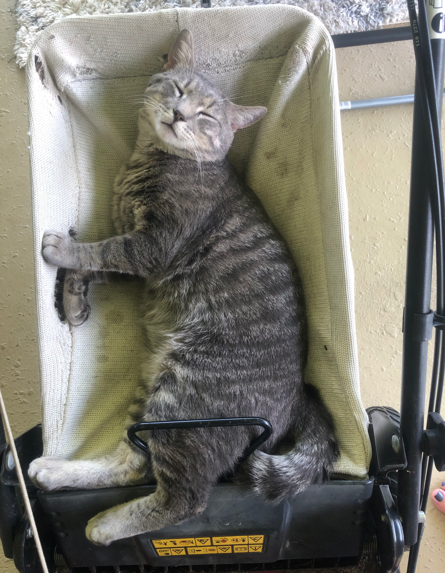 Meowing the lawn Blank Meme Template
