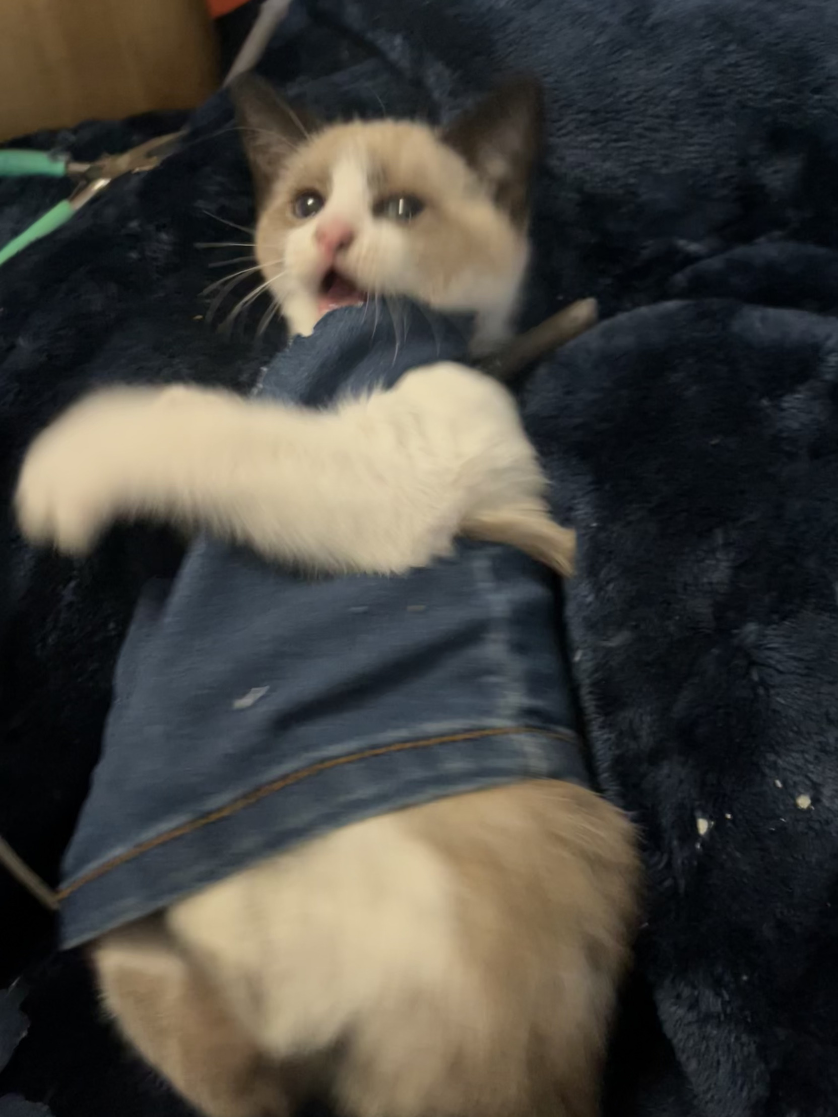 Big butt cat Blank Meme Template