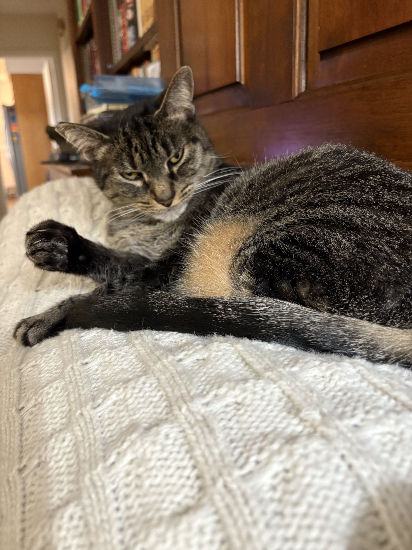Angry Cat Daisy Blank Meme Template