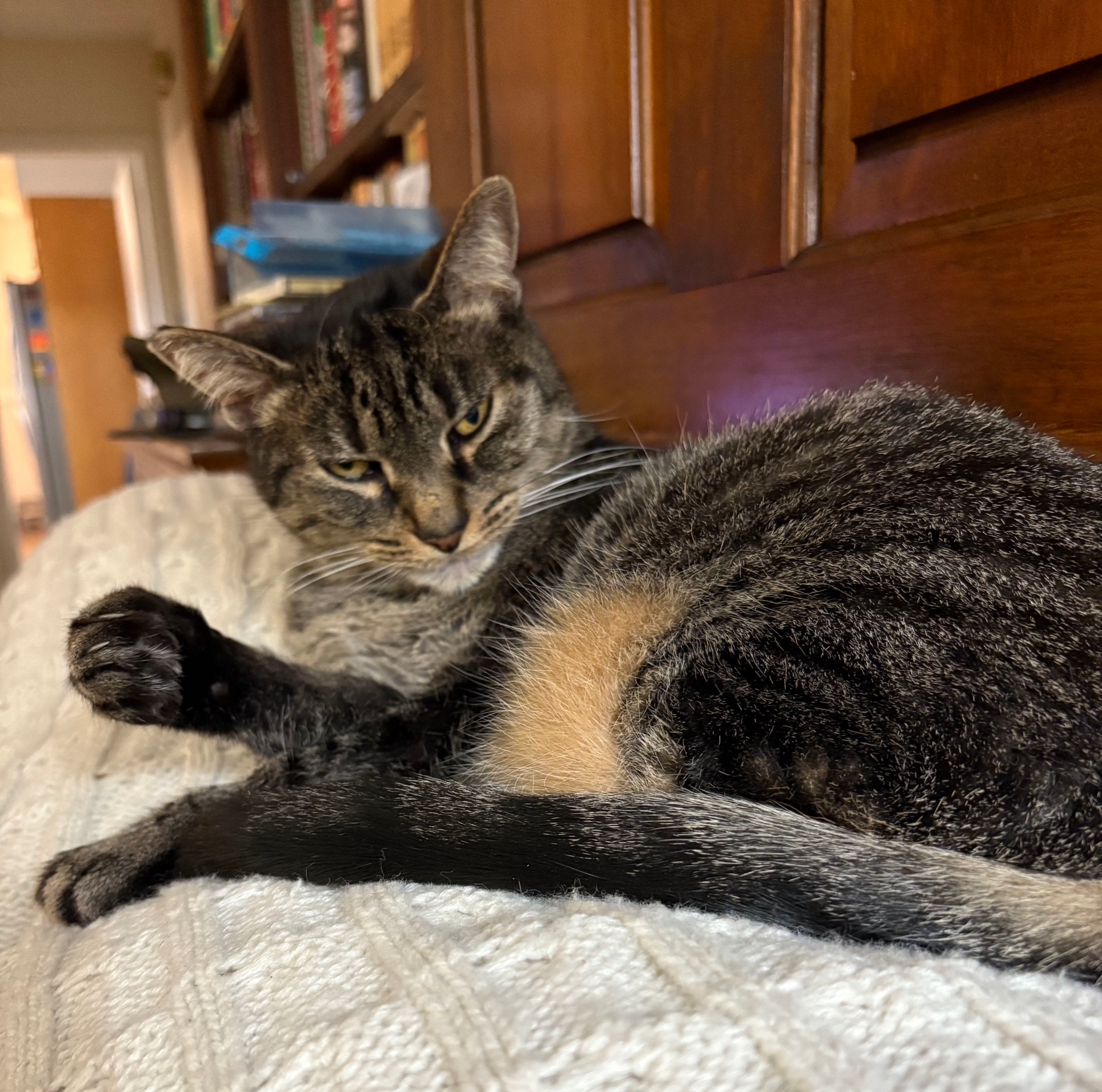 Angry Cat Daisy Cropped Blank Meme Template