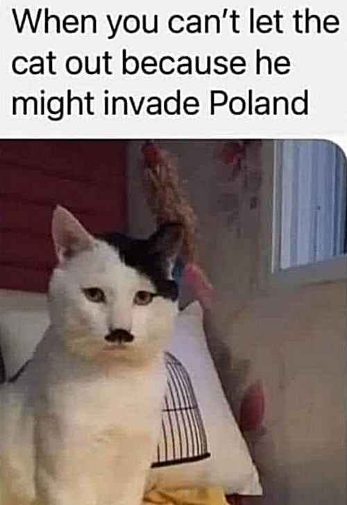 They called him Dummer Fick and proud of it. | image tagged in memes,cats | made w/ Imgflip meme maker