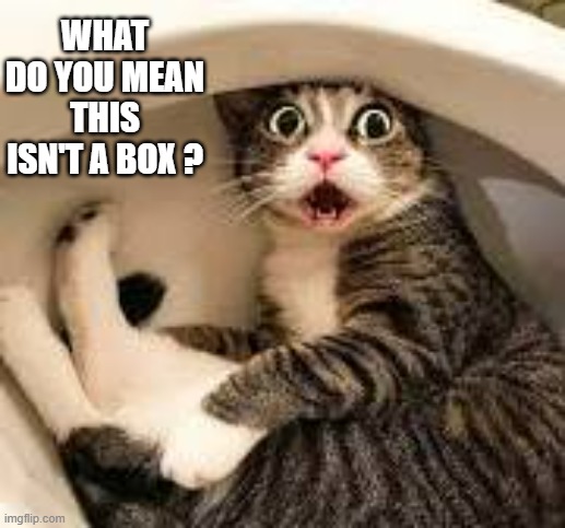 My cat thinks that the toilet is a porcelain box.  - humor - | WHAT DO YOU MEAN THIS ISN'T A BOX ? | image tagged in cats,toilet,kitten,box,funny,humor | made w/ Imgflip meme maker