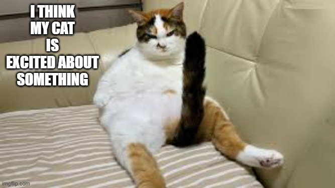 We named our cat Adolf.  - funny - | I THINK MY CAT IS EXCITED ABOUT SOMETHING | image tagged in cats,funny,kitten,play on words,funny names,humor | made w/ Imgflip meme maker