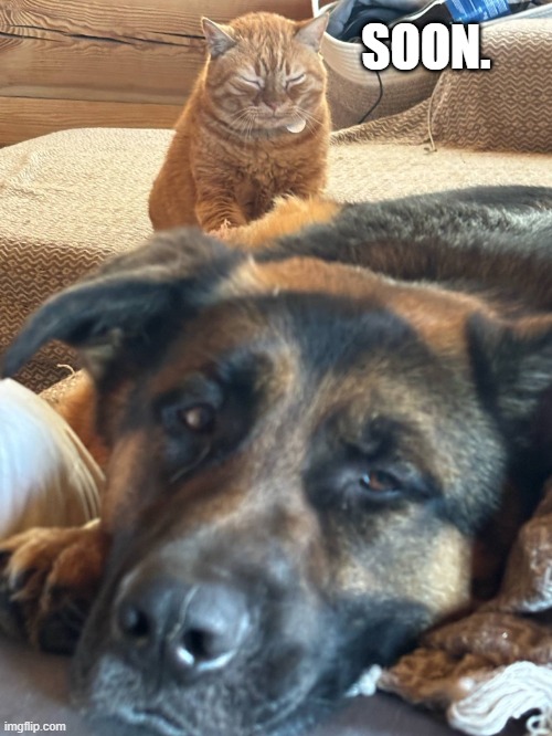 Soon, my big friend. Soon. | SOON. | image tagged in doggo,cat | made w/ Imgflip meme maker