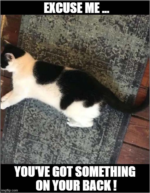 What Is it ? | EXCUSE ME ... YOU'VE GOT SOMETHING
 ON YOUR BACK ! | image tagged in cats,fur,pattern | made w/ Imgflip meme maker