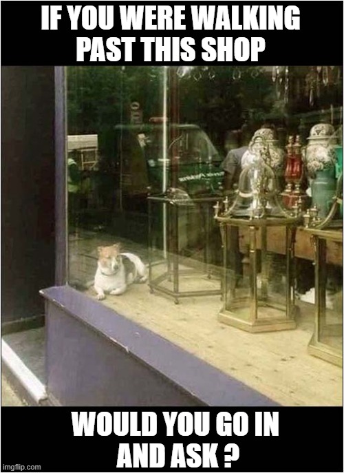 What's The Song Title ? | IF YOU WERE WALKING
PAST THIS SHOP; WOULD YOU GO IN
 AND ASK ? | image tagged in dogs,shop,window,song lyrics | made w/ Imgflip meme maker