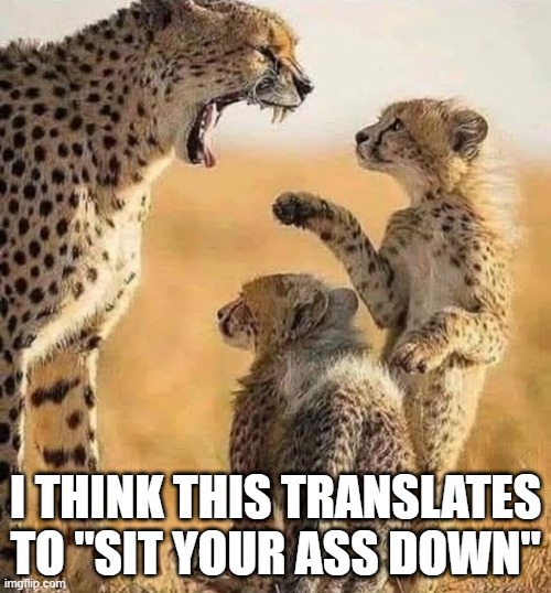 Yelling Cats | I THINK THIS TRANSLATES TO "SIT YOUR ASS DOWN" | image tagged in cats | made w/ Imgflip meme maker