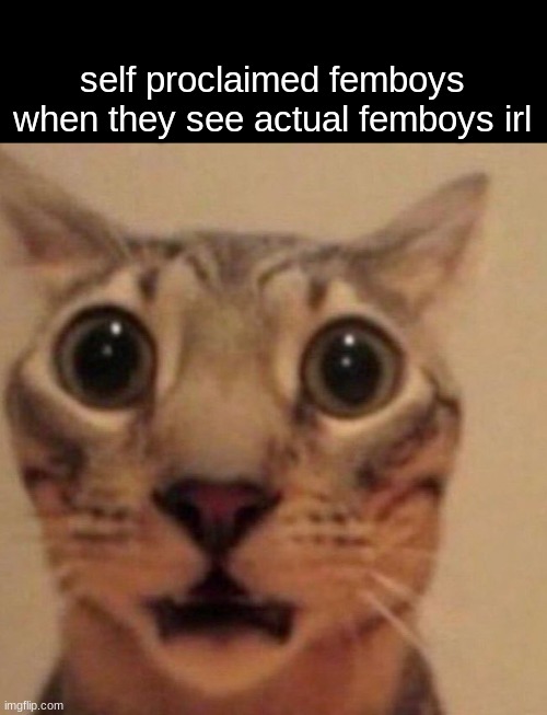 ​ | self proclaimed femboys when they see actual femboys irl | image tagged in shocked cat | made w/ Imgflip meme maker