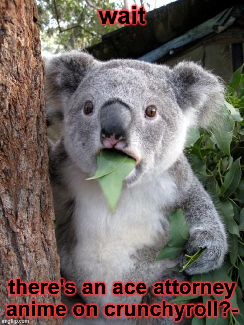 how it is just now that i know this- | wait; there's an ace attorney anime on crunchyroll?- | image tagged in memes,surprised koala | made w/ Imgflip meme maker