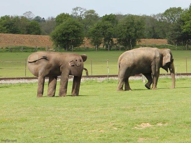 image tagged in elephant | made w/ Imgflip meme maker