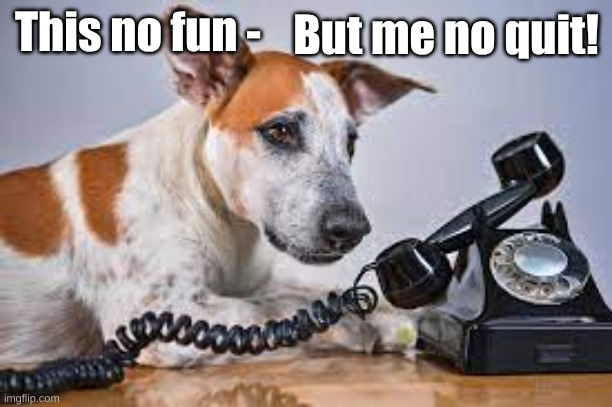 Dog This no fun | But me no quit! This no fun - | image tagged in dog phone no fun,not quit | made w/ Imgflip meme maker