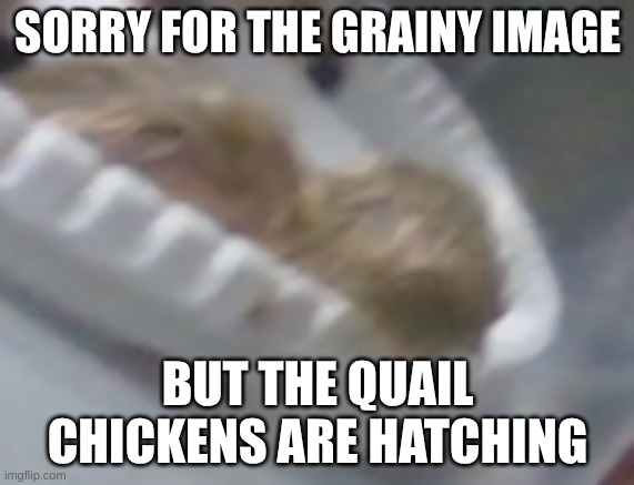 Baby quail | SORRY FOR THE GRAINY IMAGE; BUT THE QUAIL CHICKENS ARE HATCHING | image tagged in baby quail | made w/ Imgflip meme maker