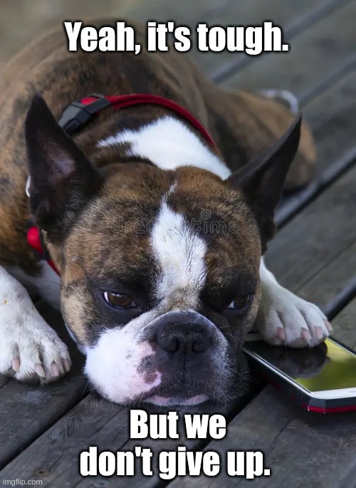 Dog Dont give up | Yeah, it's tough. But we don't give up. | image tagged in don't give up,it's tough,bull dog phone | made w/ Imgflip meme maker